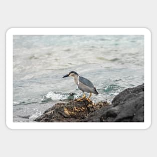 Black-crowned night heron of hawaii 6 Sticker